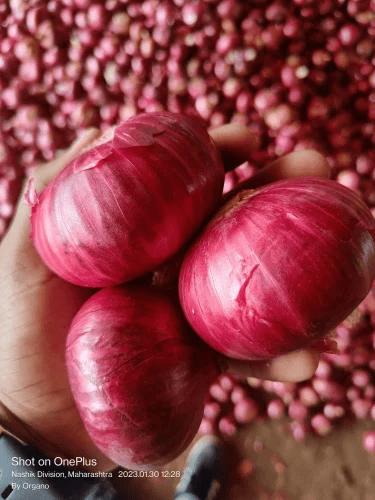 Onion