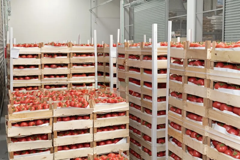 Tomato room