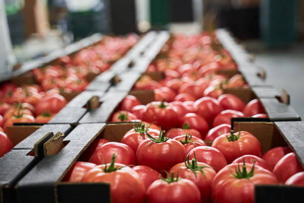 Tomato packing
